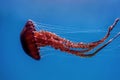 Red jellyfishÃÂ dancingÃÂ in the blue ocean water,ÃÂ compass jellyfish Royalty Free Stock Photo